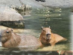 -北京野生动物园