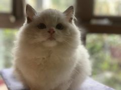 -Bastet sally猫舍购宠(静安店)