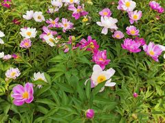 -济南国际园博园