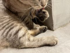 -猫儿山۰猫主题餐厅