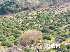 -东白山
