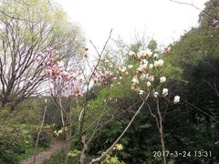 -新江湾城公园