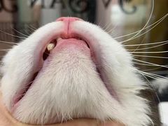 -车接车送·寄养洗护·德文猫舍(大宁店)
