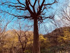 -北京凤凰岭