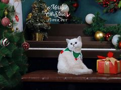 -超宠爱宠物摄影-Super pet