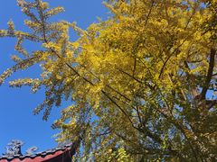 -古大圣慈寺