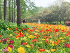 -上海共青森林公园