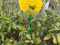 -合肥滨湖国家森林公园