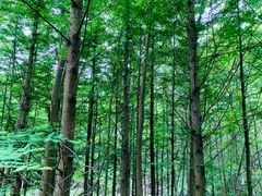 -桤木河湿地公园