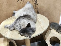 -楼上猫咖(罗湖店)