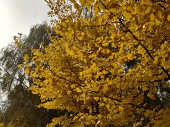 -长白岛森林公园