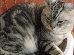 -Catmate·猫肥家润(金润铂宫店)
