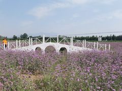 -北京东方普罗旺斯薰衣草庄园