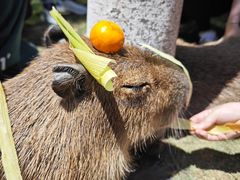 -上海野生动物园