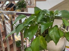 -南沙辉记烧鸡·荔枝木炭火吊烧(旧镇店)