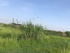 -合肥滨湖国家森林公园