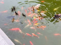 -香山公园