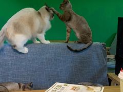 -李小姐の猫咖啡馆(五角场店)