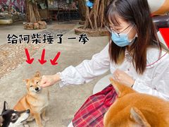 -柴犬高等学院·狗咖·柴犬售卖·宠物训练