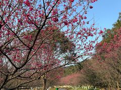 -福清灵石山国家森林公园