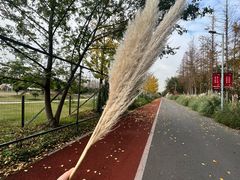 -上海长兴岛郊野公园
