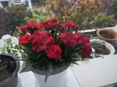 -双季花艺园艺市场(浦东店)
