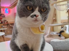 -滚猫咖啡·猫咖·猫友好撸猫(未来城店)