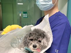 -北京观赏动物医院·24小时大型综合·猫专科·异宠专科
