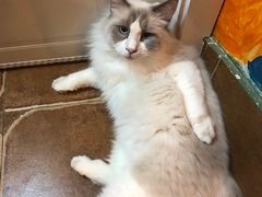 -李小姐の猫咖啡馆(五角场店)