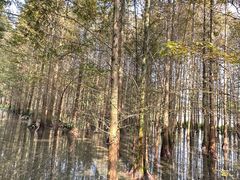 -桤木河湿地公园