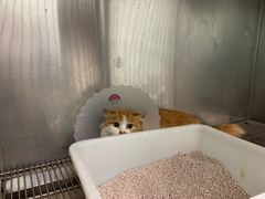-瑞派·关忠动物医院·猫专科·犬专科(三环新城店)