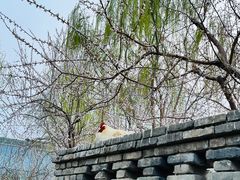 -春风习习