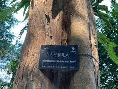 -深圳仙湖植物园