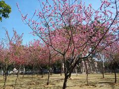 -船政文化景区-罗星塔公园