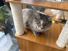 -纳吉亚猫专科动物诊疗中心(蒋宅口分院)