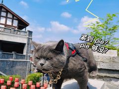 -磁器口古镇