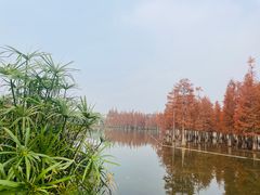 -白鹭湾湿地公园