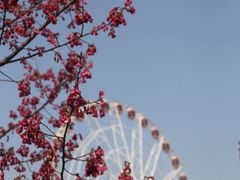 -顾村公园
