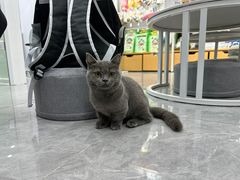 -爱洗澡的猫(天河路店)