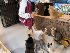 -豆逗聊愈猫阁Easy Life