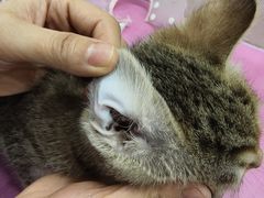 -北京观赏动物医院·24小时大型综合·猫专科·异宠专科