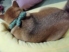 -逗柴咖啡屋·狗咖猫咖宠物桌游