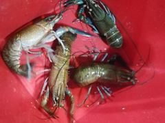 澳洲淡水小龙虾-三妹小龙虾·黄油蟹(华侨城总店)