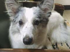-瑞派名望24h动物医院异宠专科·猫专科·骨科·重症监护分院