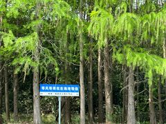 -上海海湾国家森林公园