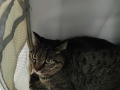 -艾贝尔宠物医院 ·内科全科(梁溪路店)