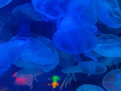 -太平洋海底世界