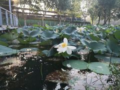 -后襄河公园