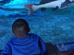 -华夏文旅海洋公园