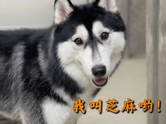 -星多哈·狗咖·拼豆·咖啡